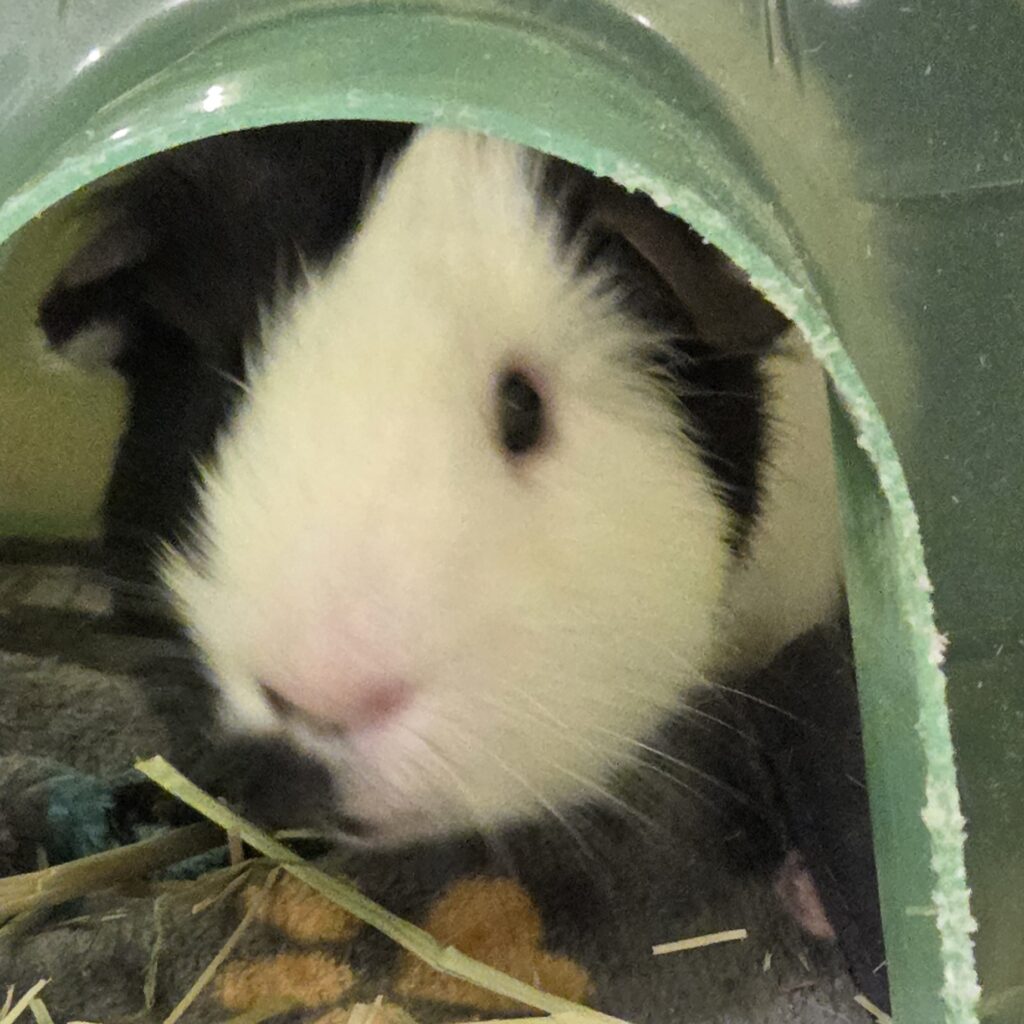 White and black guinea pig