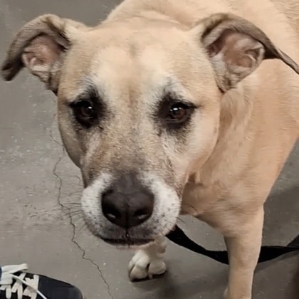 Cream and black senior dog