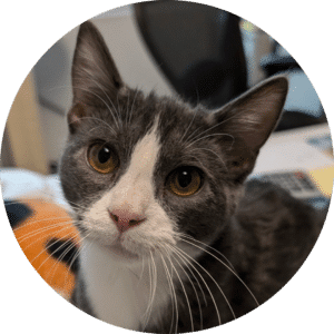 gray and white cat with yellow/green eyes and a pink nose