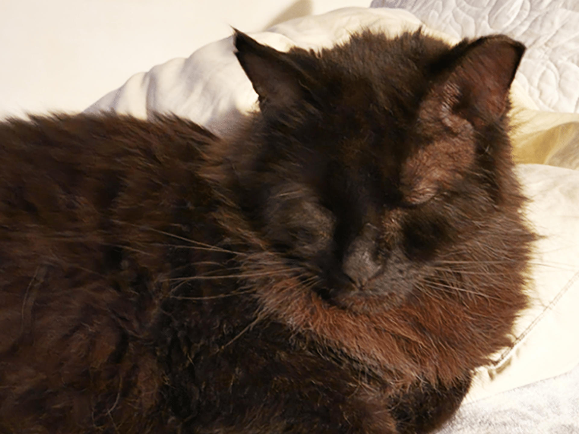 fluffy black cat with his eyes closed.