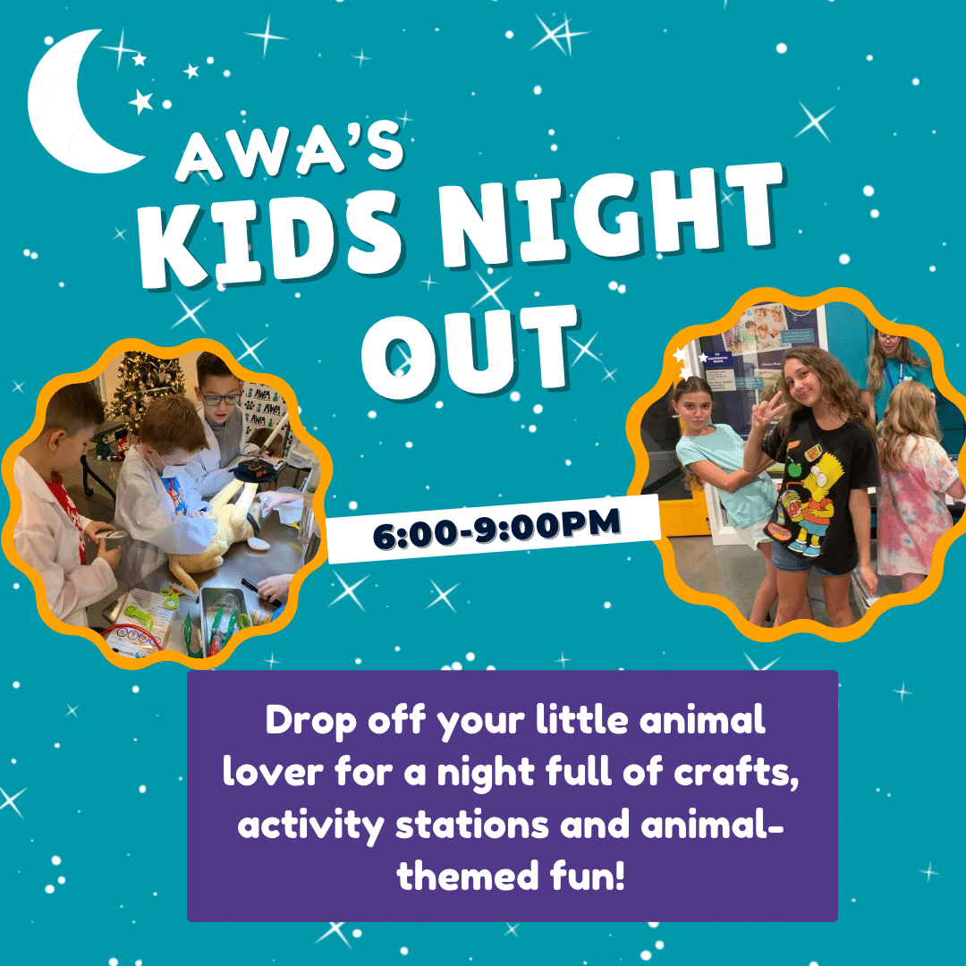 Kid's Night Out flyer