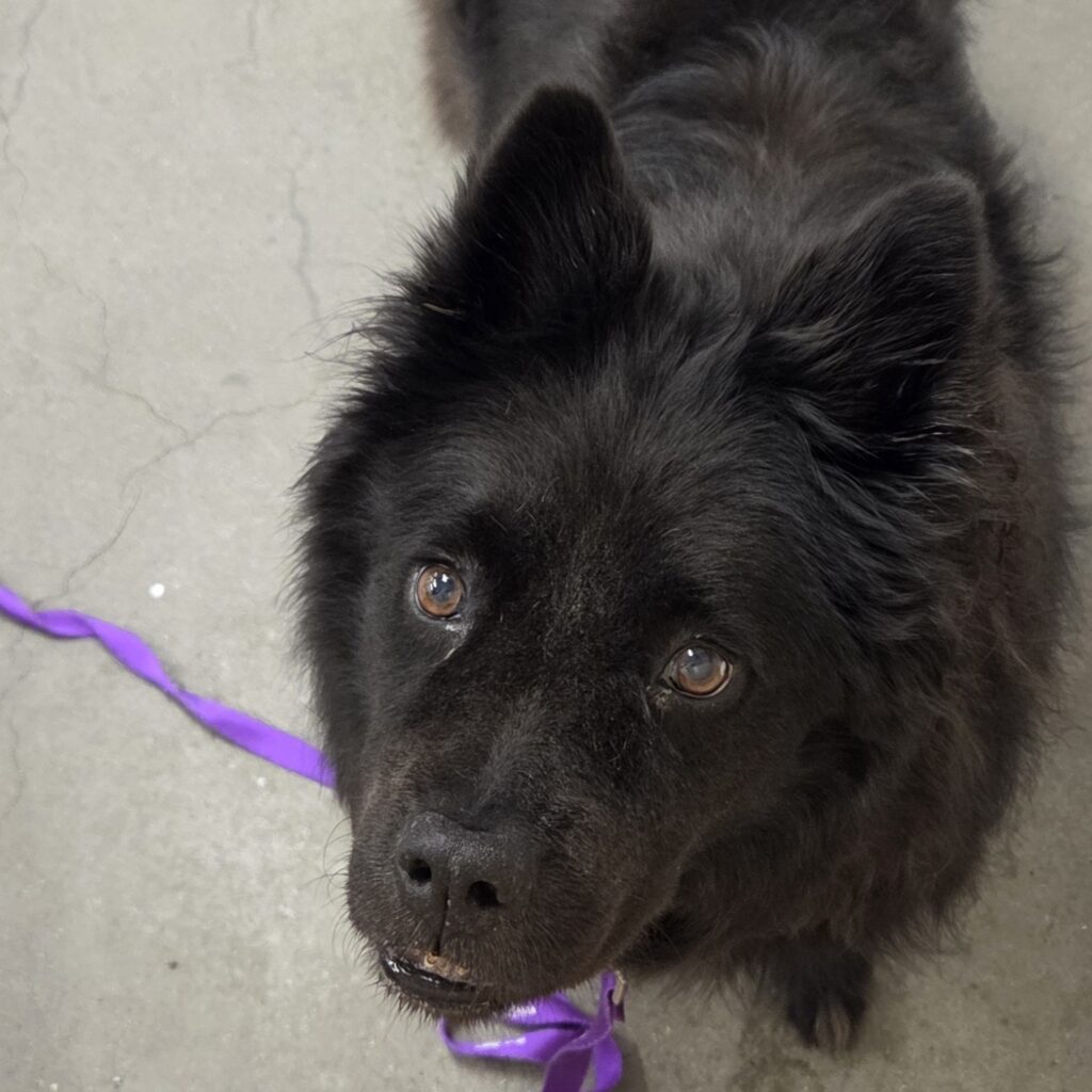 Fluffy black dog with brown eyes