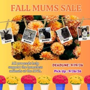 fall mums sale. all proceeds help support the homeless animals at the AWA. Deadline 9/19/26