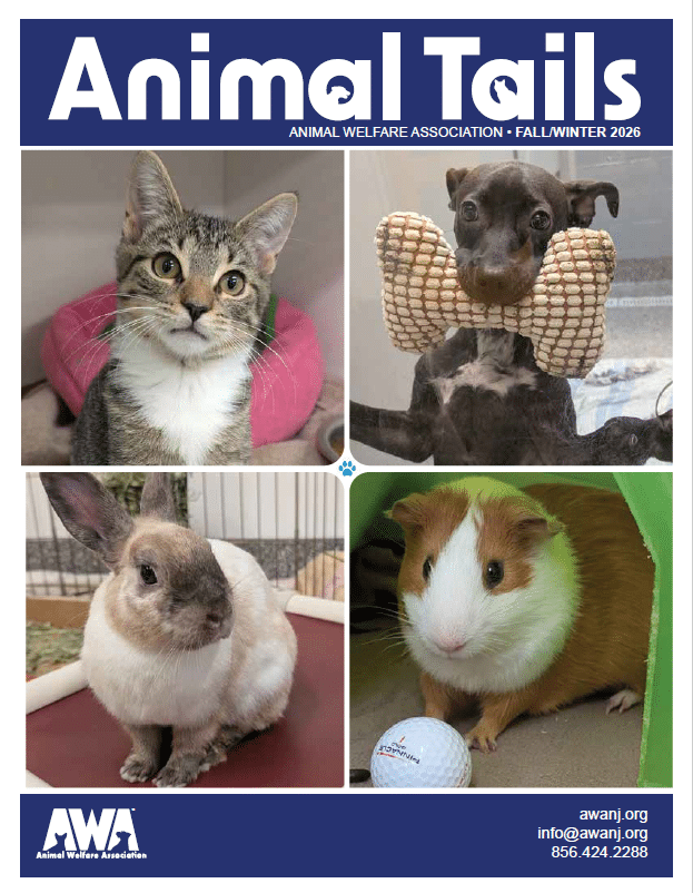 Animal Tails Fall Newsletter cover