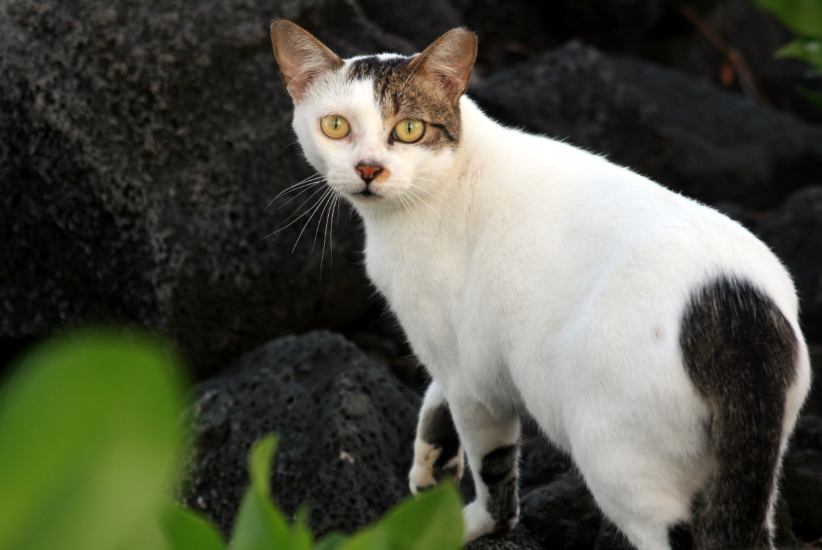 Feral Cat Spay/Neuter Clinic - Animal Welfare Association of NJ