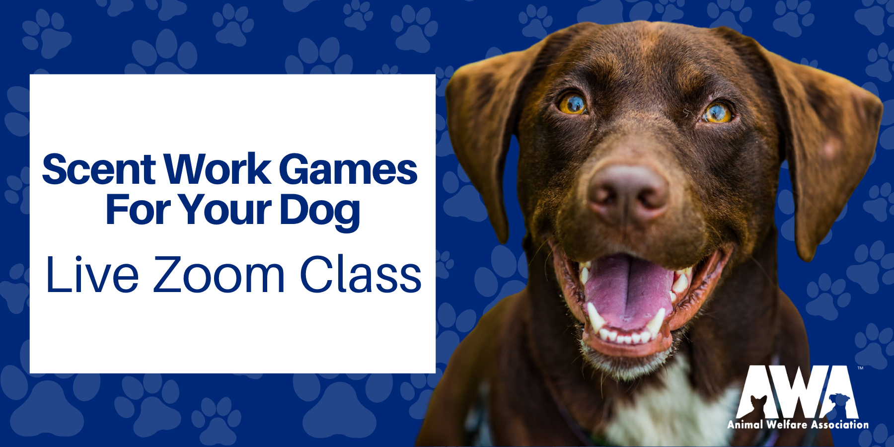 Scent work for your dog class1 (1) Animal Welfare Association of NJ