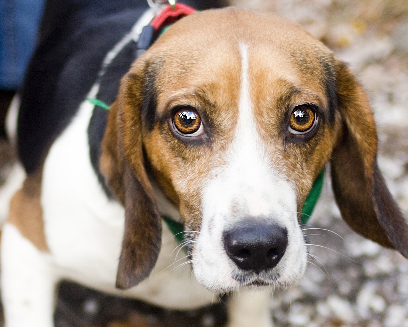 Ways to Help Animals in Need Animal Welfare Association