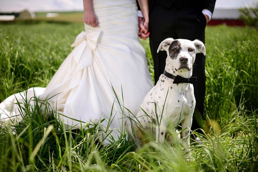 Wedding Donations Animal Welfare Association Of Nj