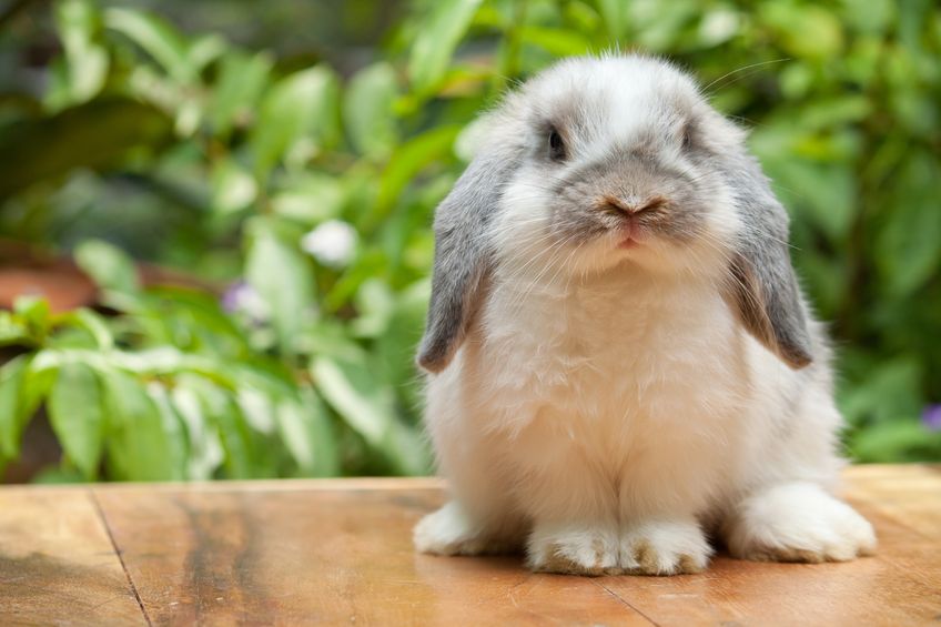 adopt a holland lop