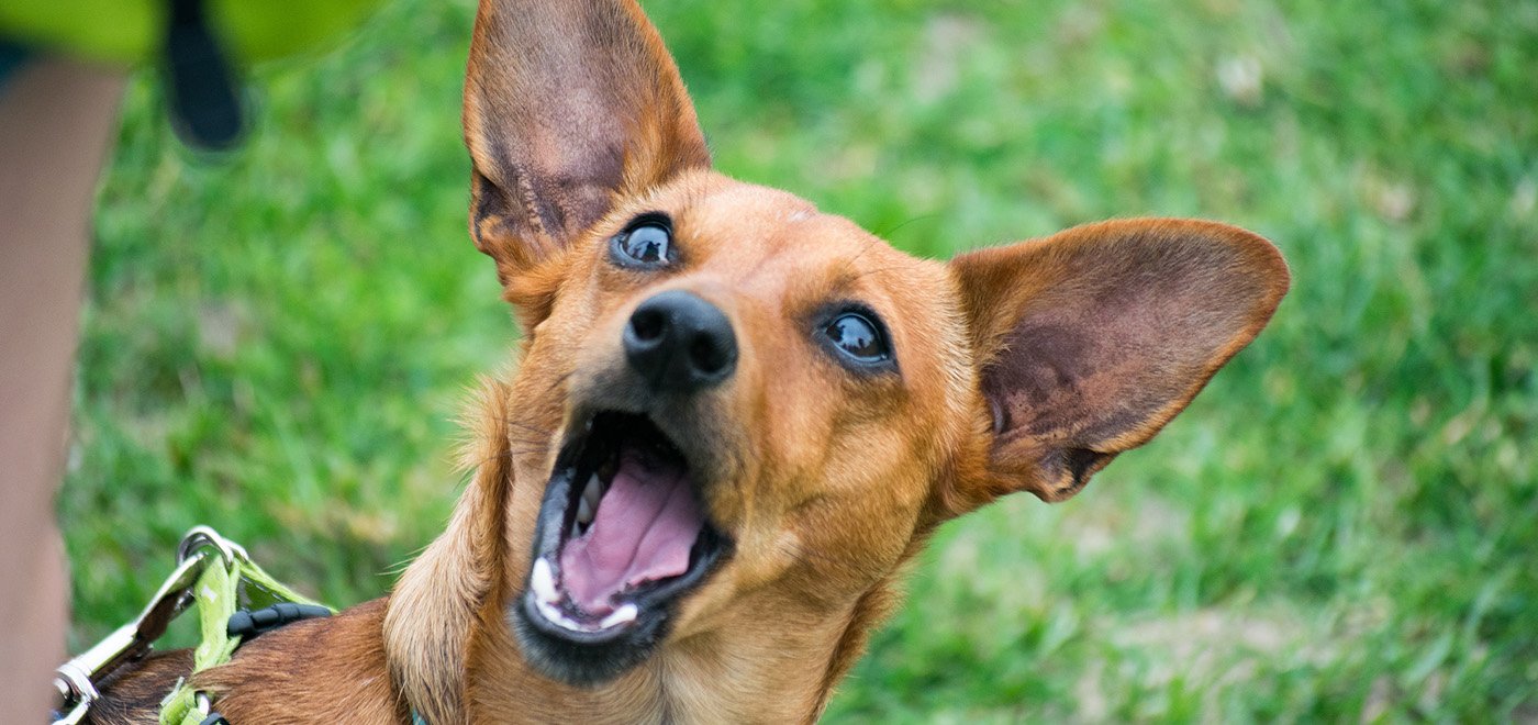 Dog Food Sales To Help Spay Neuter Dog Food Sales To Help Spay Neuter